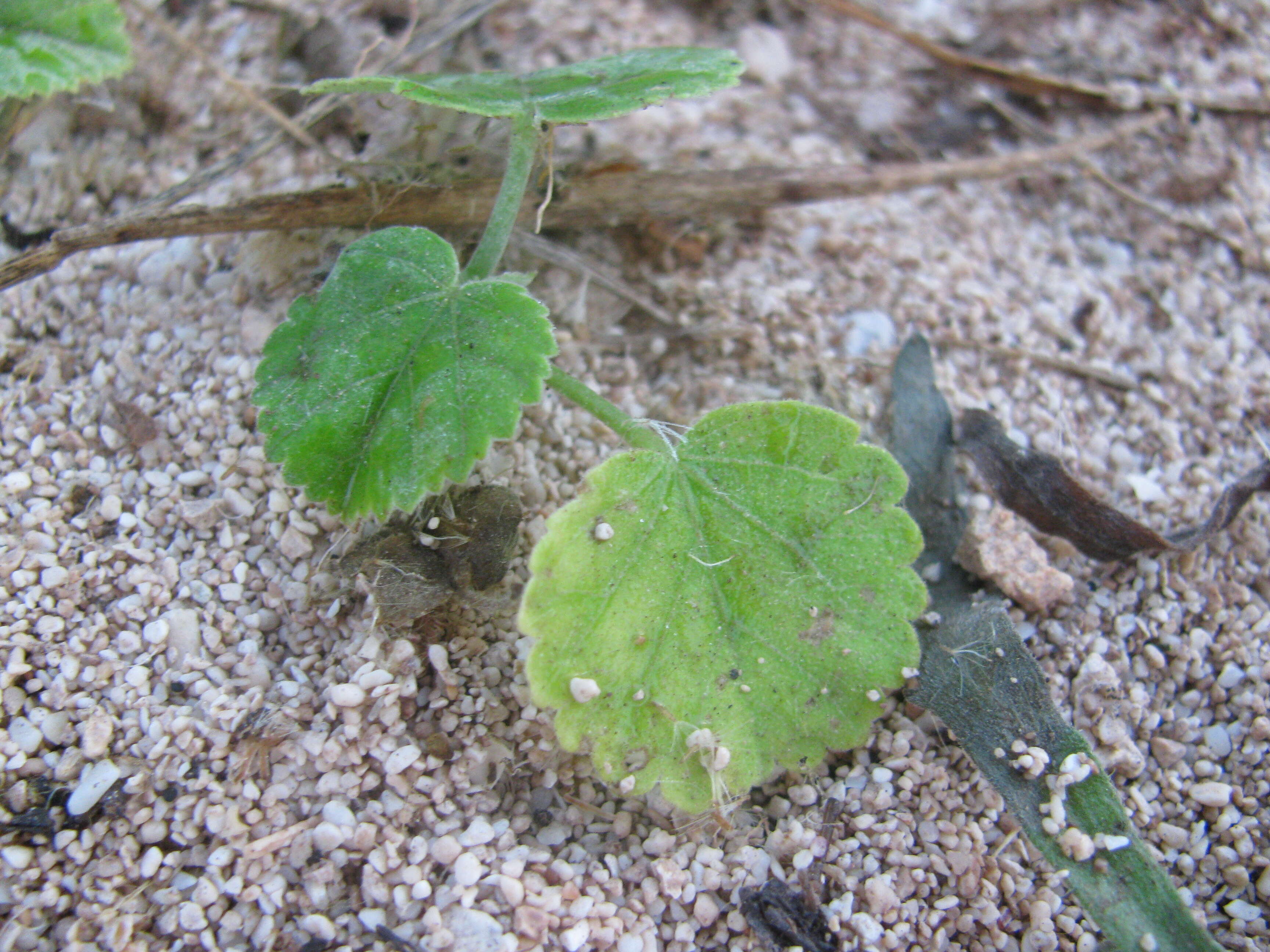 Image of yellow ‘ilima