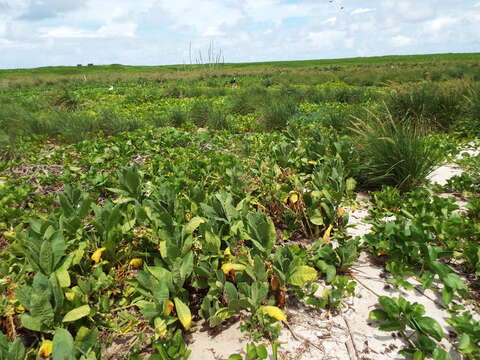 Image of cultivated tobacco