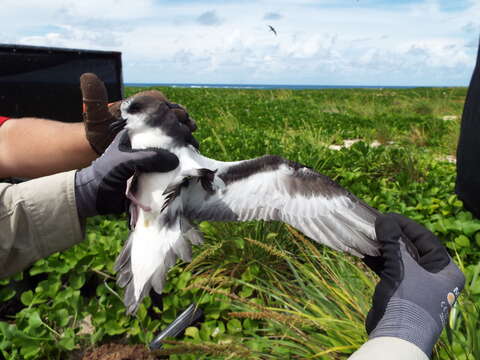 Image of Bonin Petrel