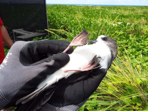 Image of Bonin Petrel