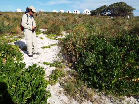 Image of coastal flatsedge