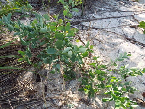 Image of coastal sandalwood