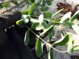 Image of coastal sandalwood