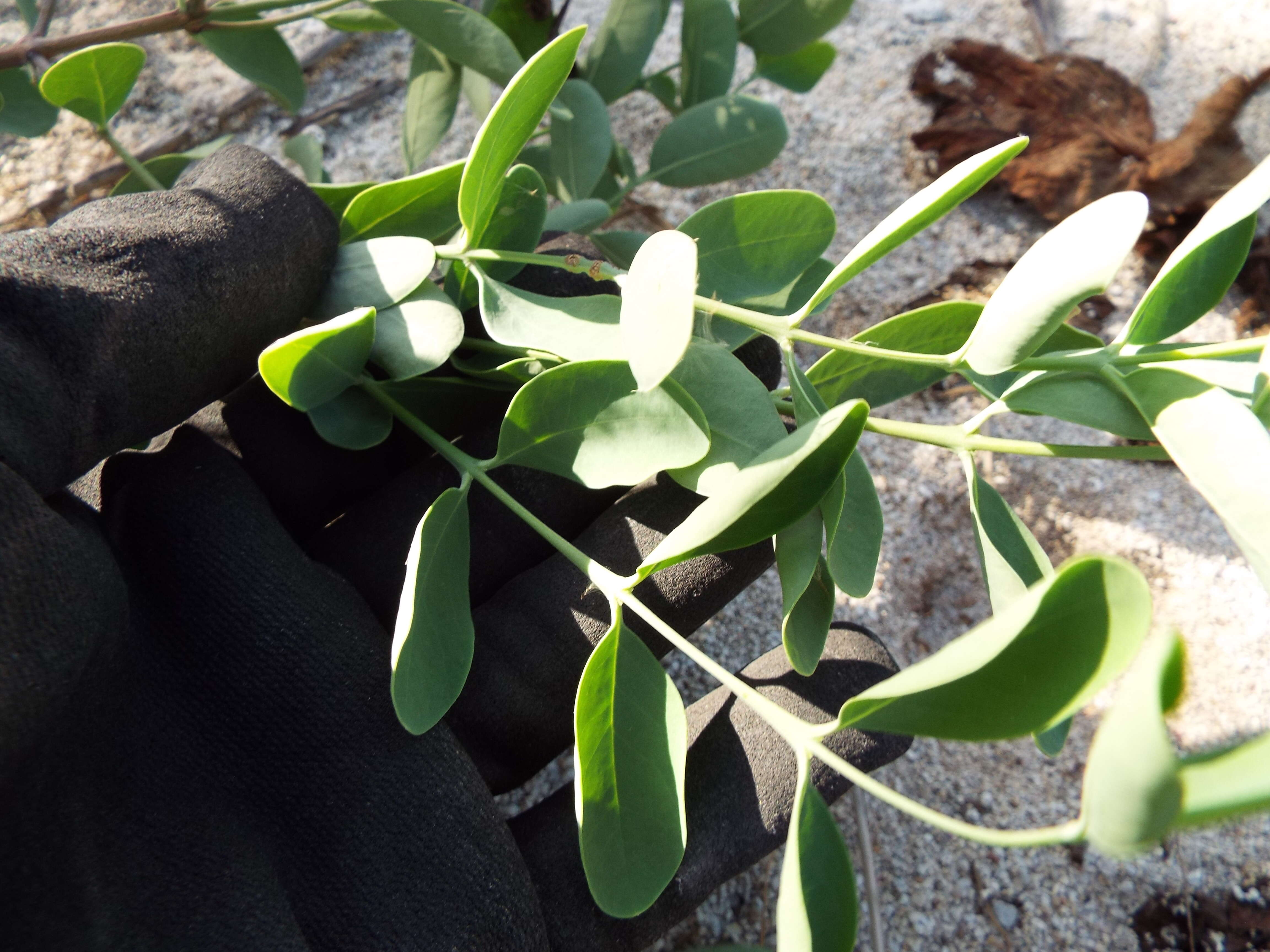 Image of coastal sandalwood