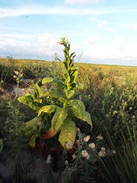 Image of cultivated tobacco