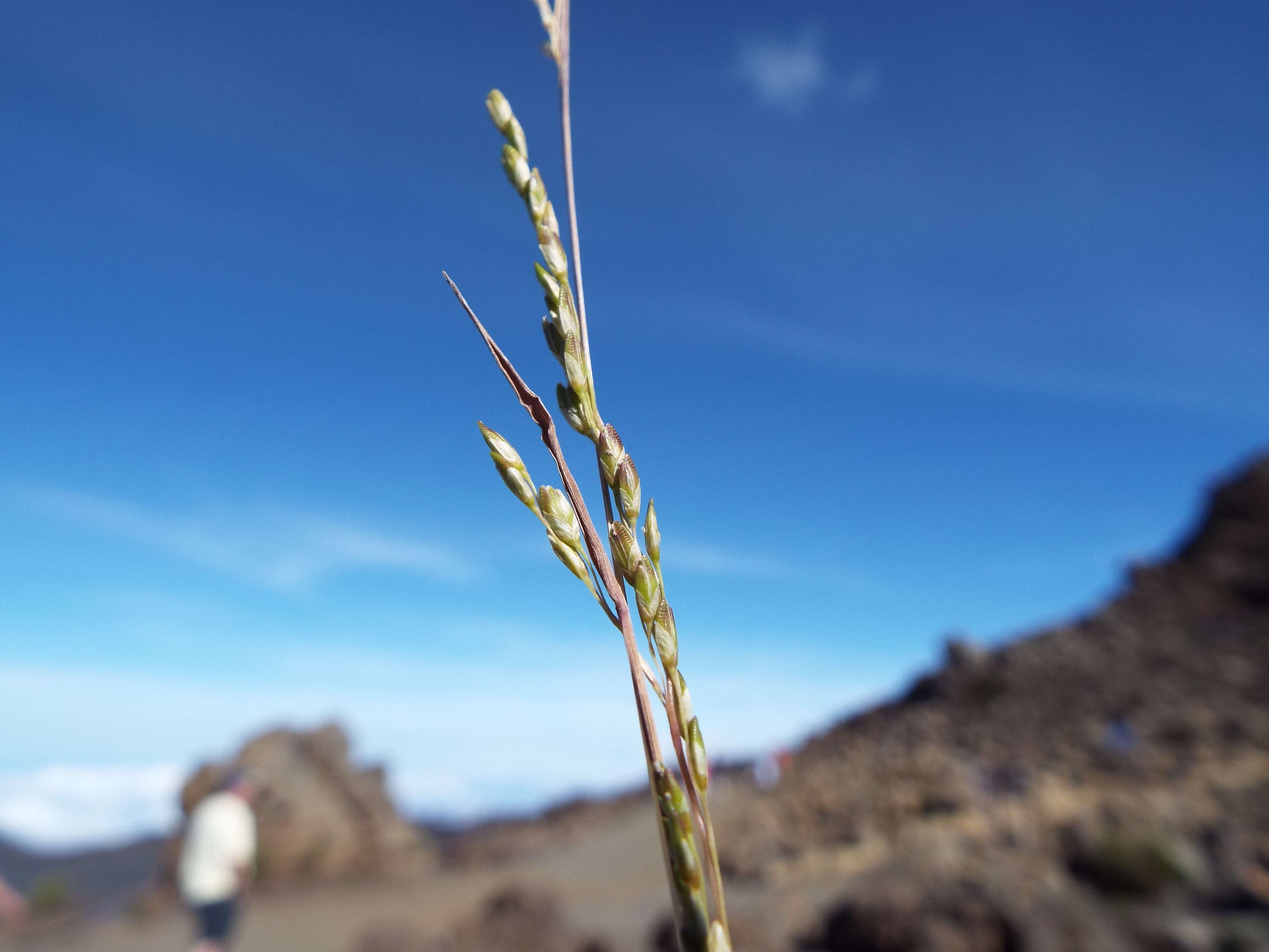 Image of panic veldtgrass