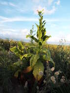 Image of cultivated tobacco