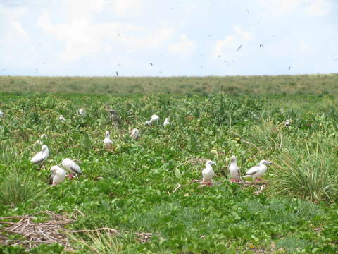 Image of cultivated tobacco