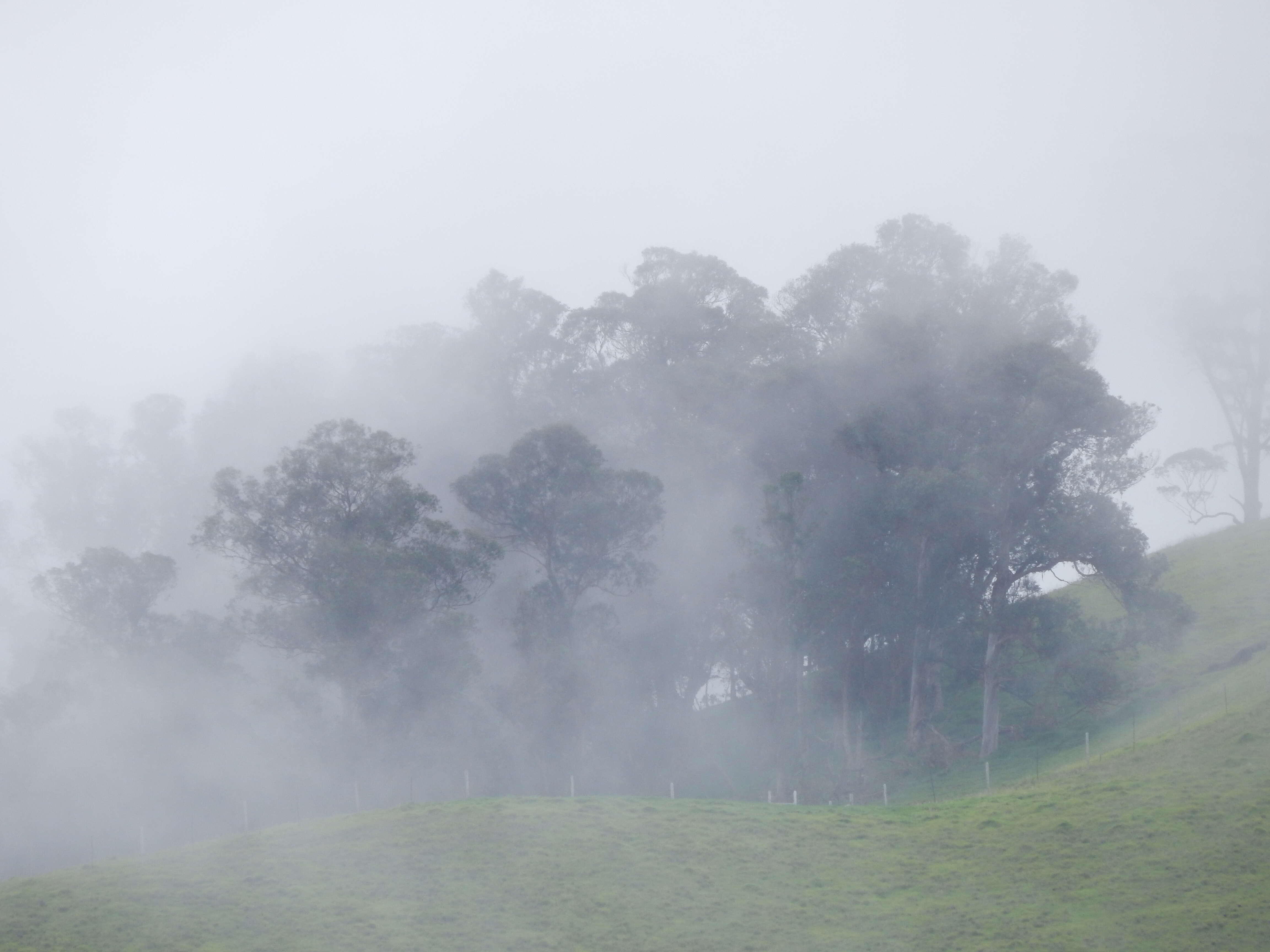 Imagem de Eucalyptus tereticornis Sm.