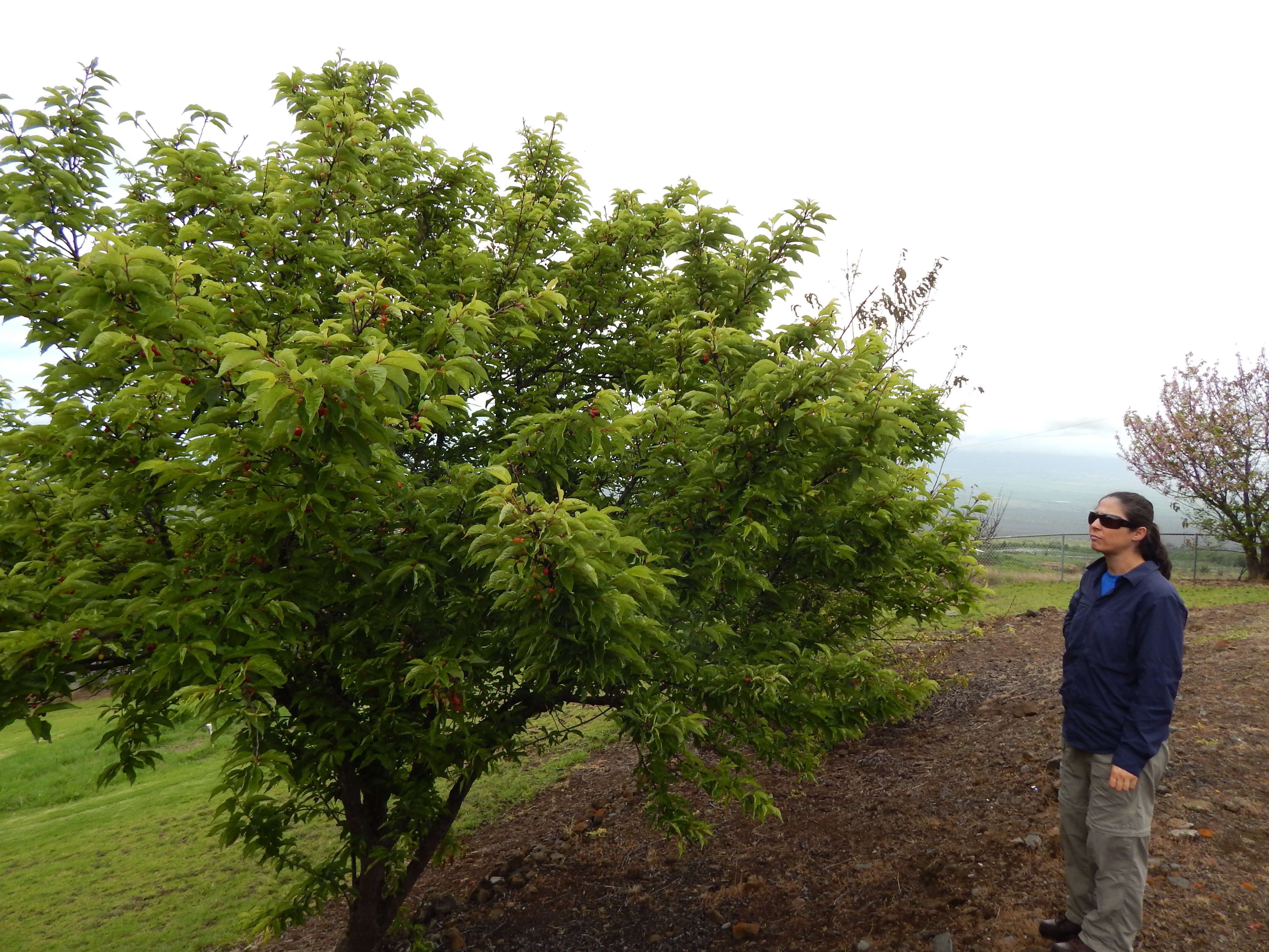 Imagem de Prunus campanulata Maxim.