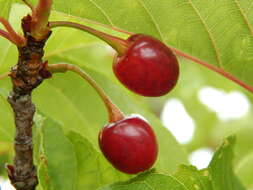 Imagem de Prunus campanulata Maxim.