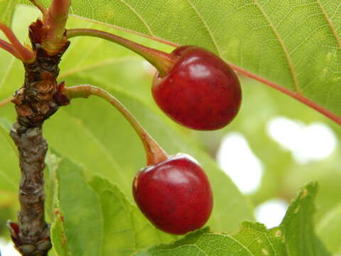 Imagem de Prunus campanulata Maxim.