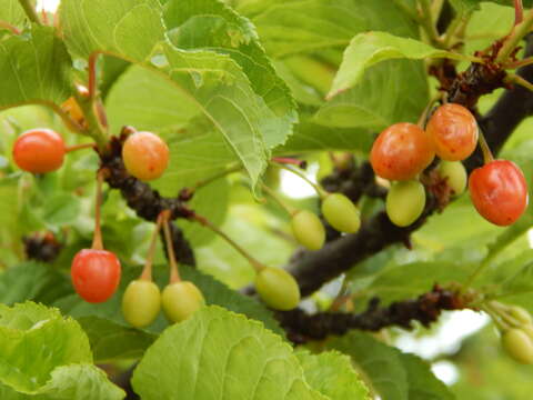 Imagem de Prunus campanulata Maxim.