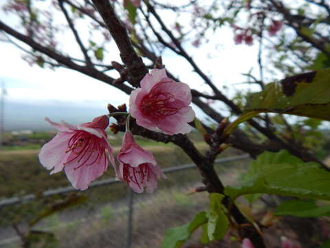 Imagem de Prunus campanulata Maxim.