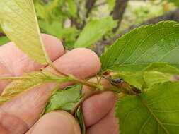 Imagem de Prunus campanulata Maxim.