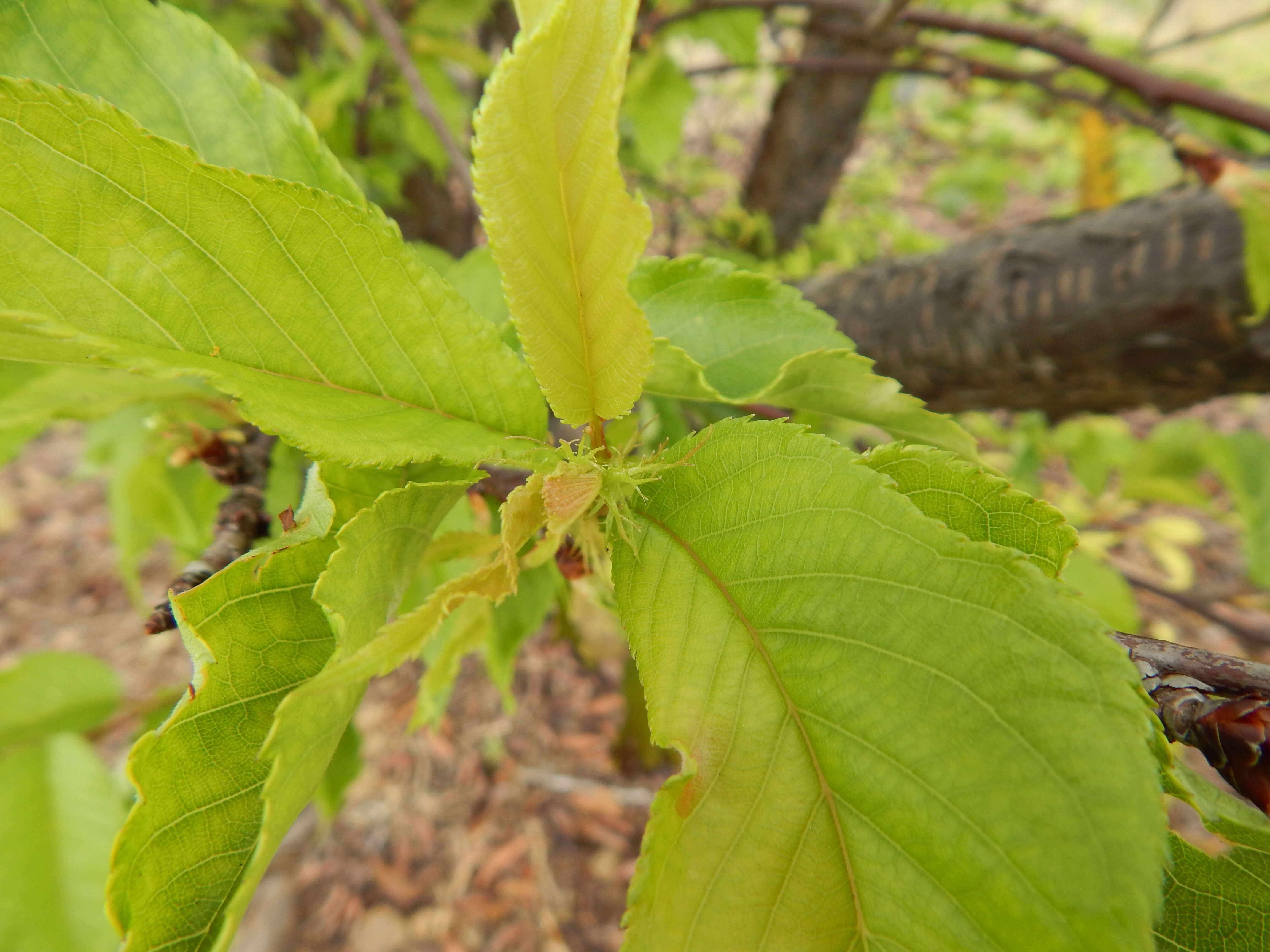 Imagem de Prunus campanulata Maxim.