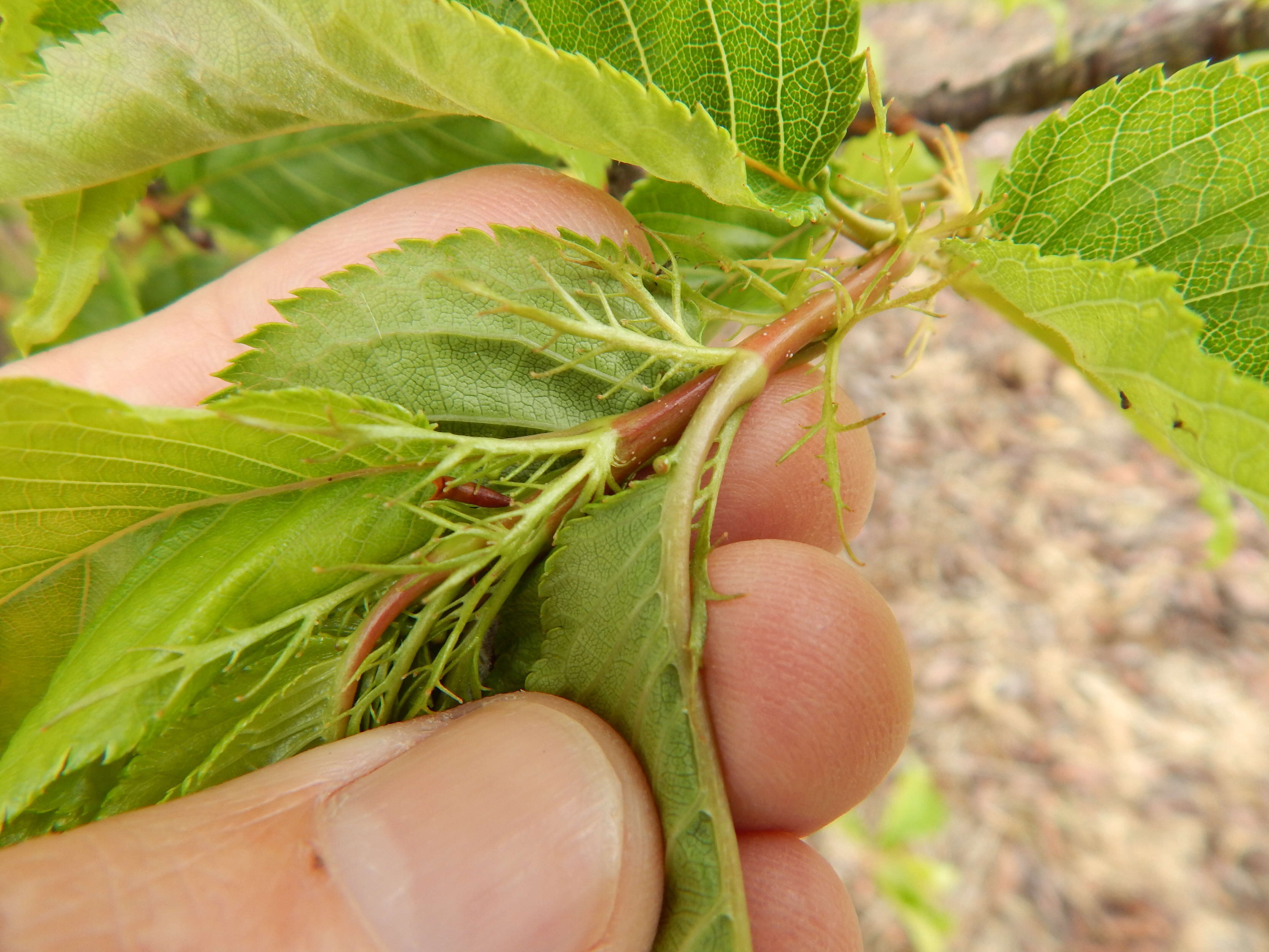 Imagem de Prunus campanulata Maxim.