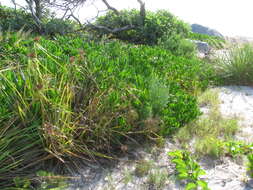 Image de Cyperus pennatiformis Kük.