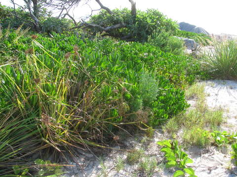 Image of coastal flatsedge