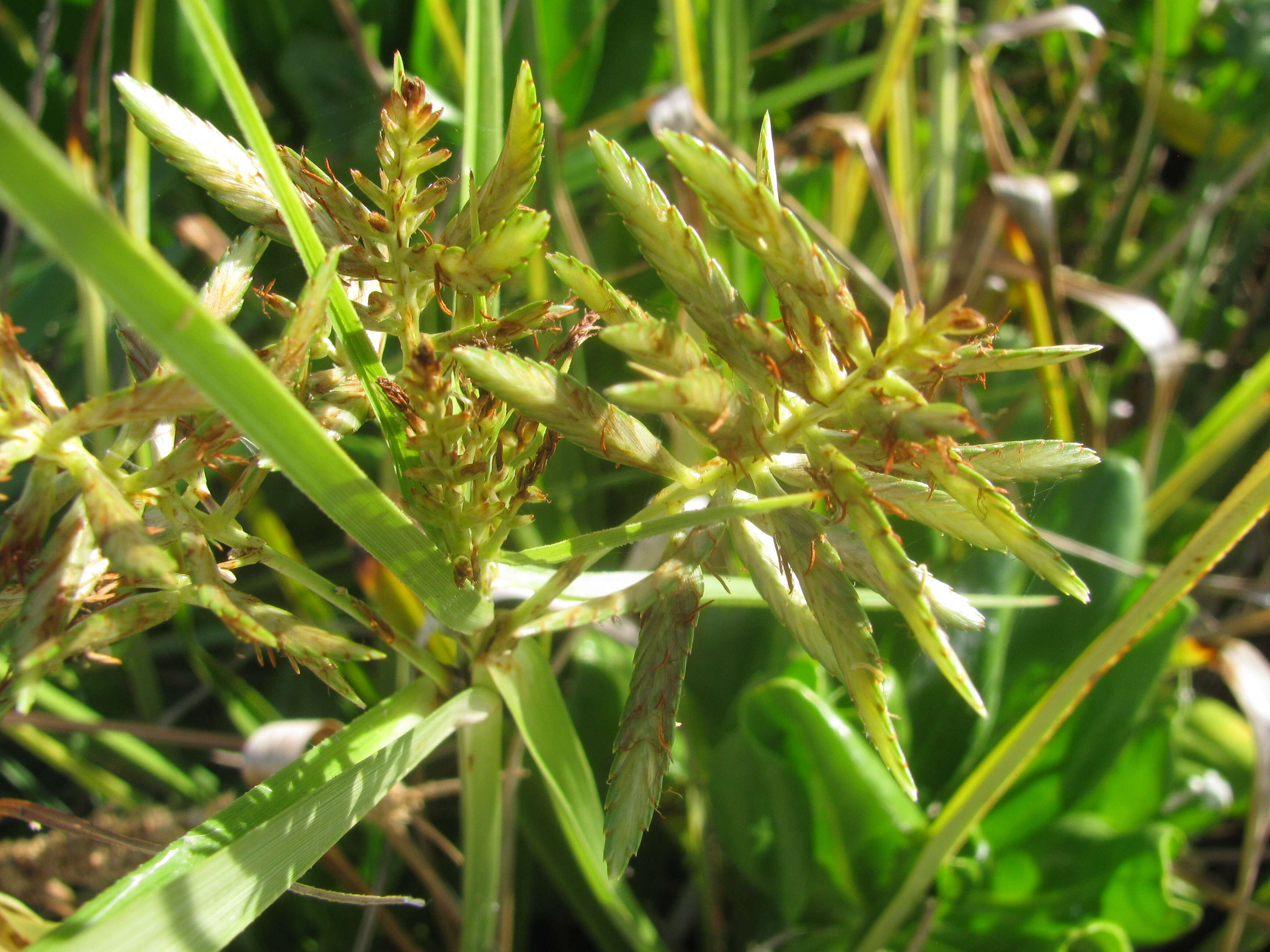 Image de Cyperus pennatiformis Kük.