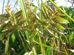 Image de Cyperus pennatiformis Kük.