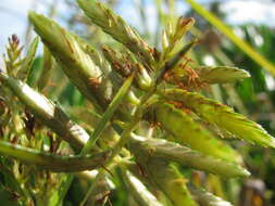 Image de Cyperus pennatiformis Kük.