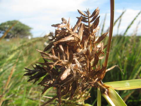 Image of coastal flatsedge