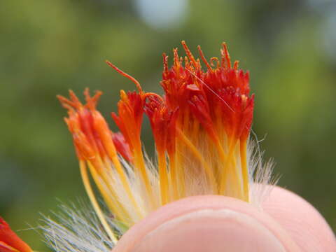 Image of Gynura bicolor (Roxb. ex Willd.) DC.