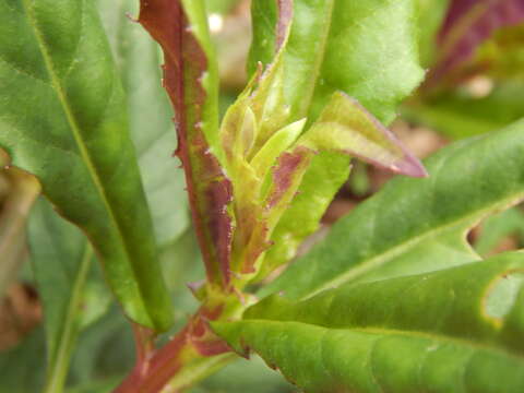 Image of Gynura bicolor (Roxb. ex Willd.) DC.