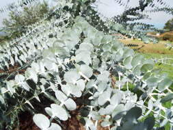 Imagem de Eucalyptus pulverulenta Sims