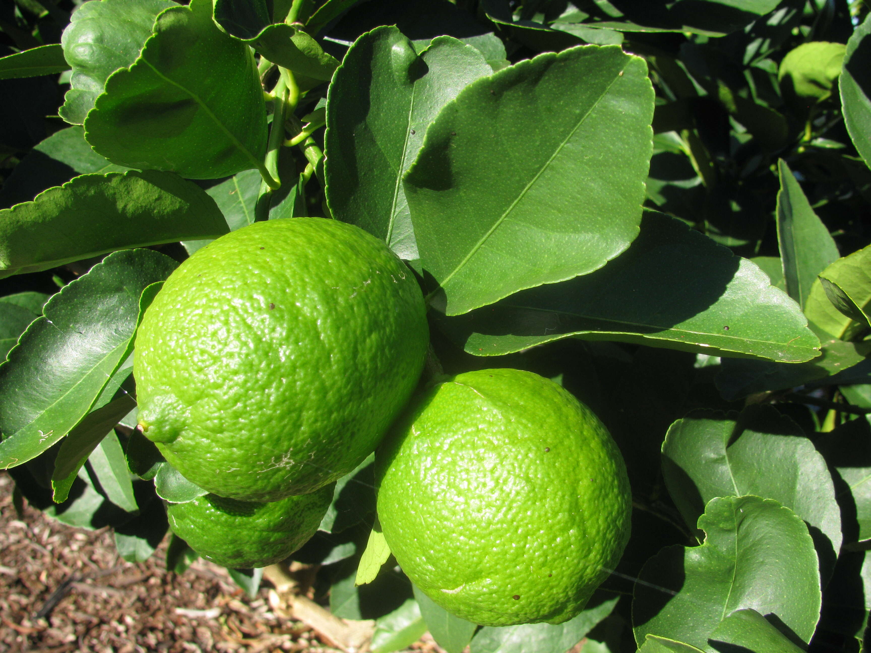 صورة Citrus latifolia (Tanaka ex Yu. Tanaka) Tanaka