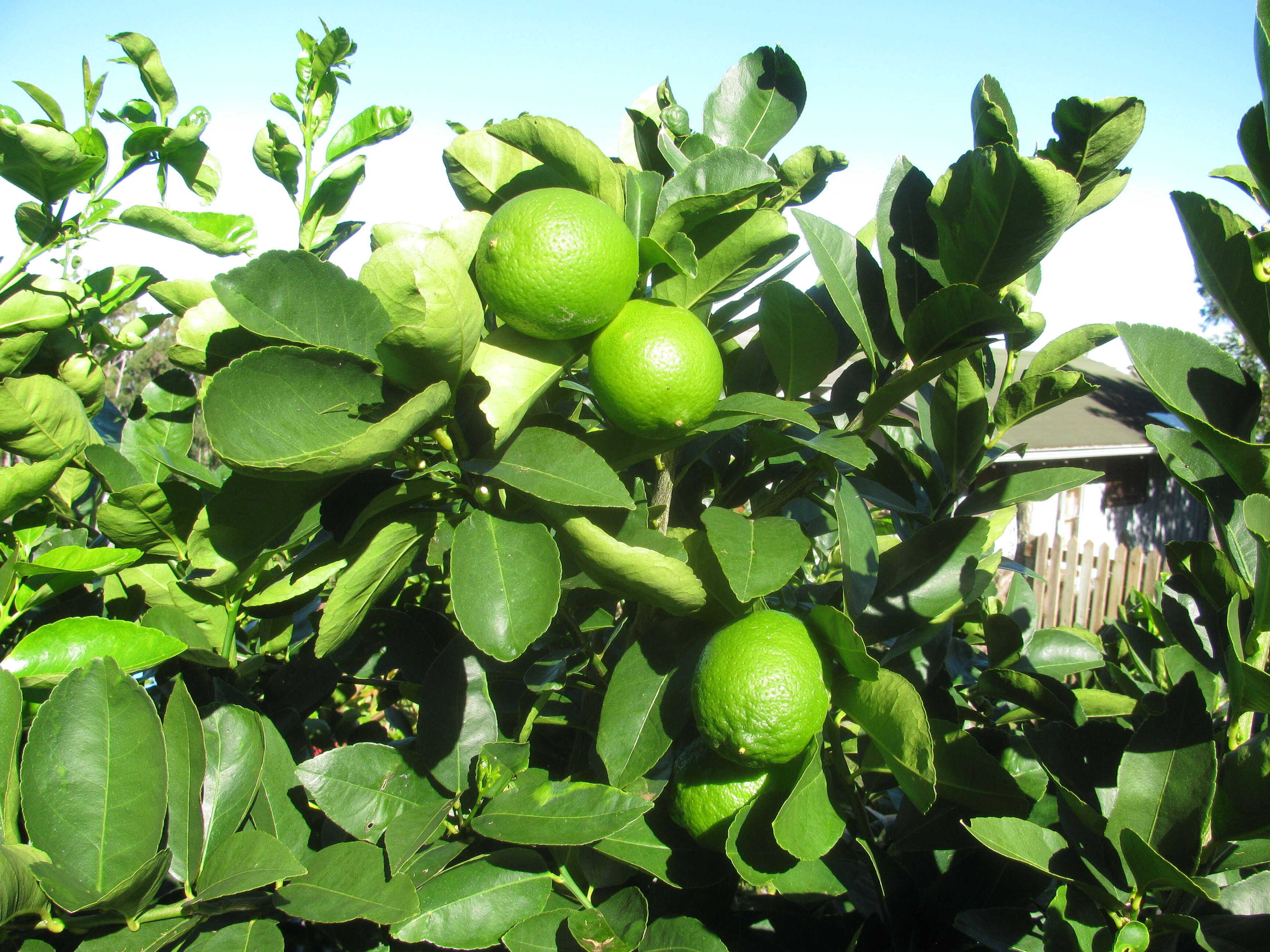 Image of Persian lime