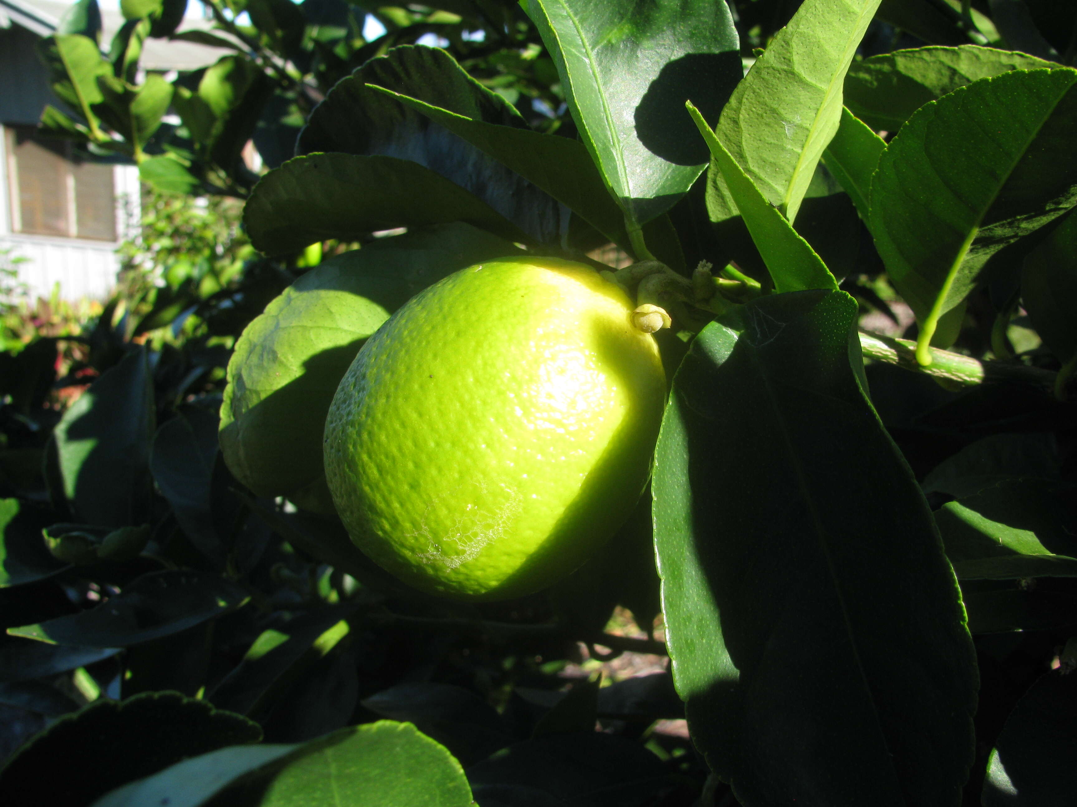 صورة Citrus latifolia (Tanaka ex Yu. Tanaka) Tanaka