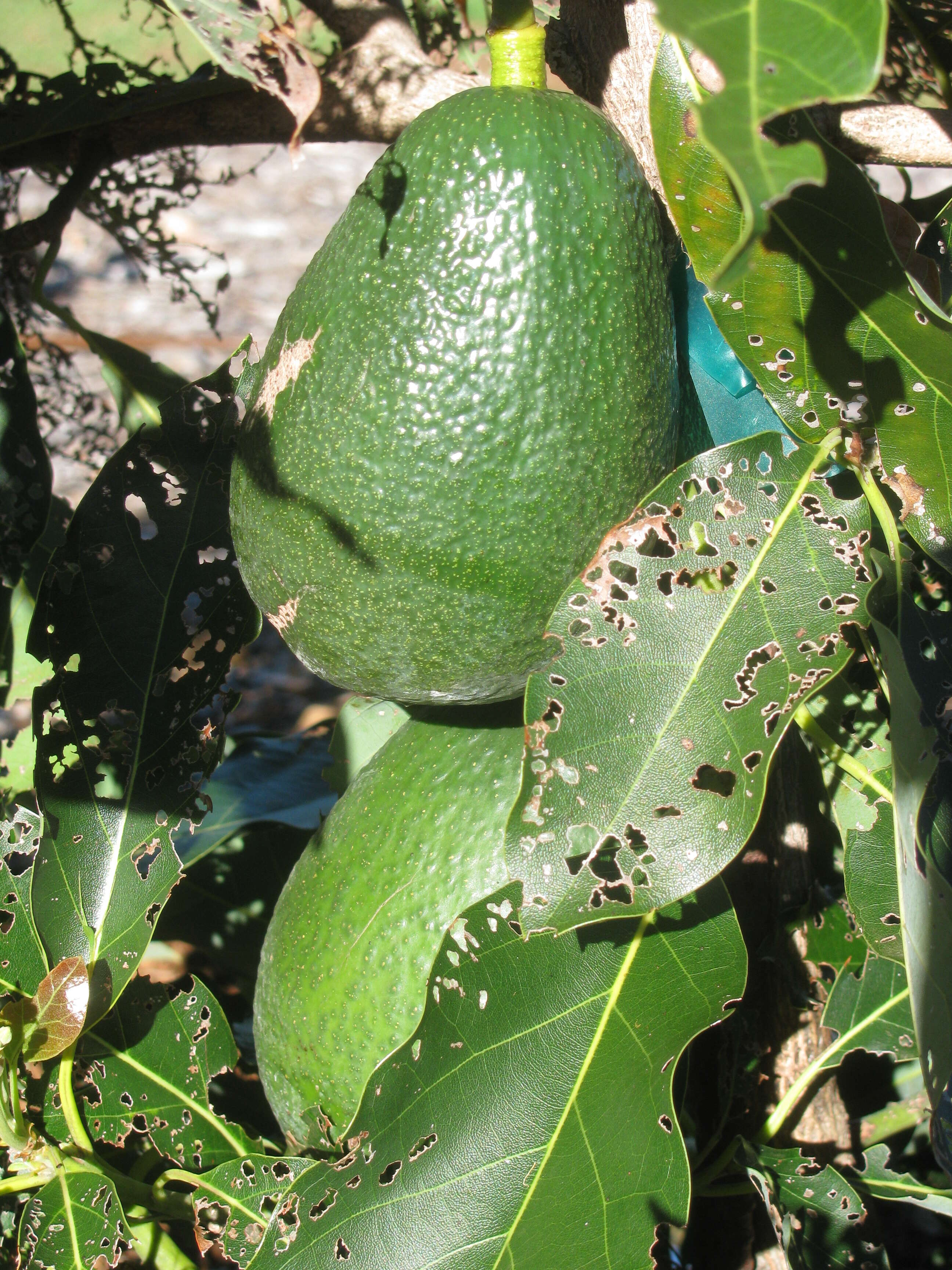 Image of avocado