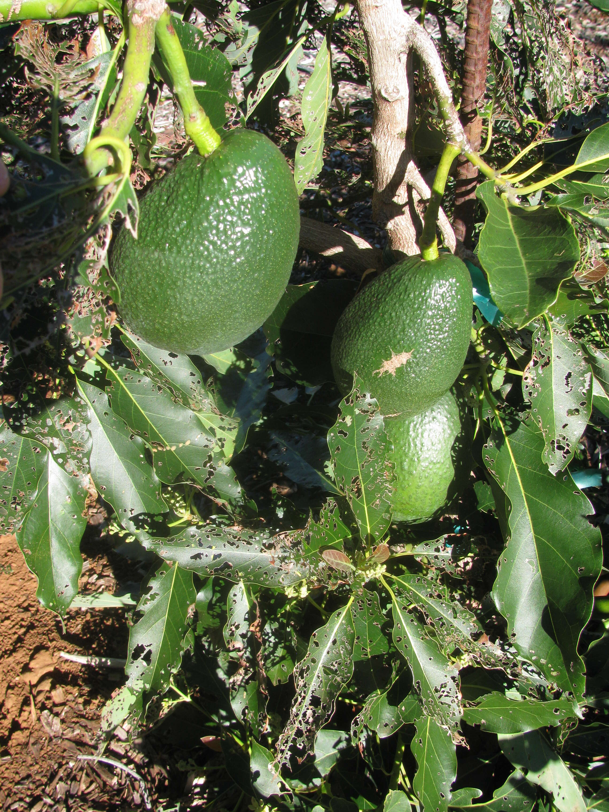 Image of avocado