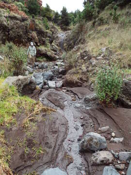 Image of sticky snakeroot