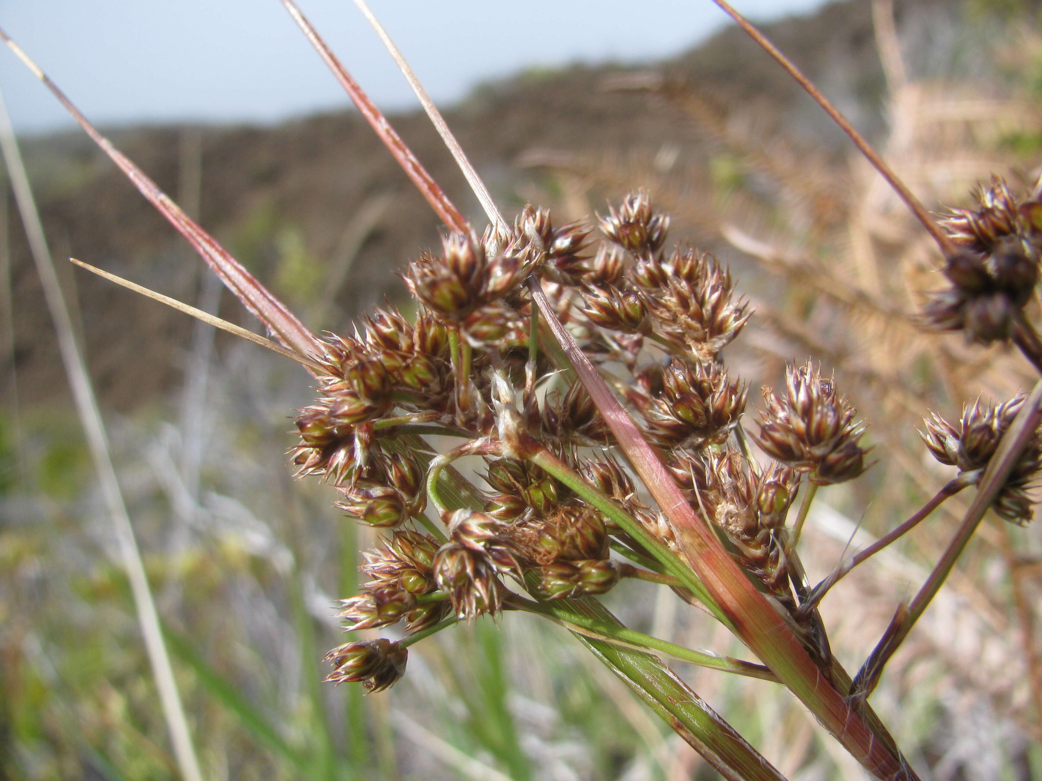 Image of Hawai'i woodrush