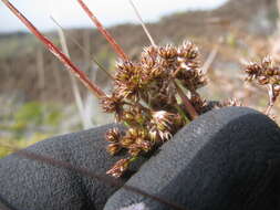 Imagem de Luzula hawaiiensis Buch.