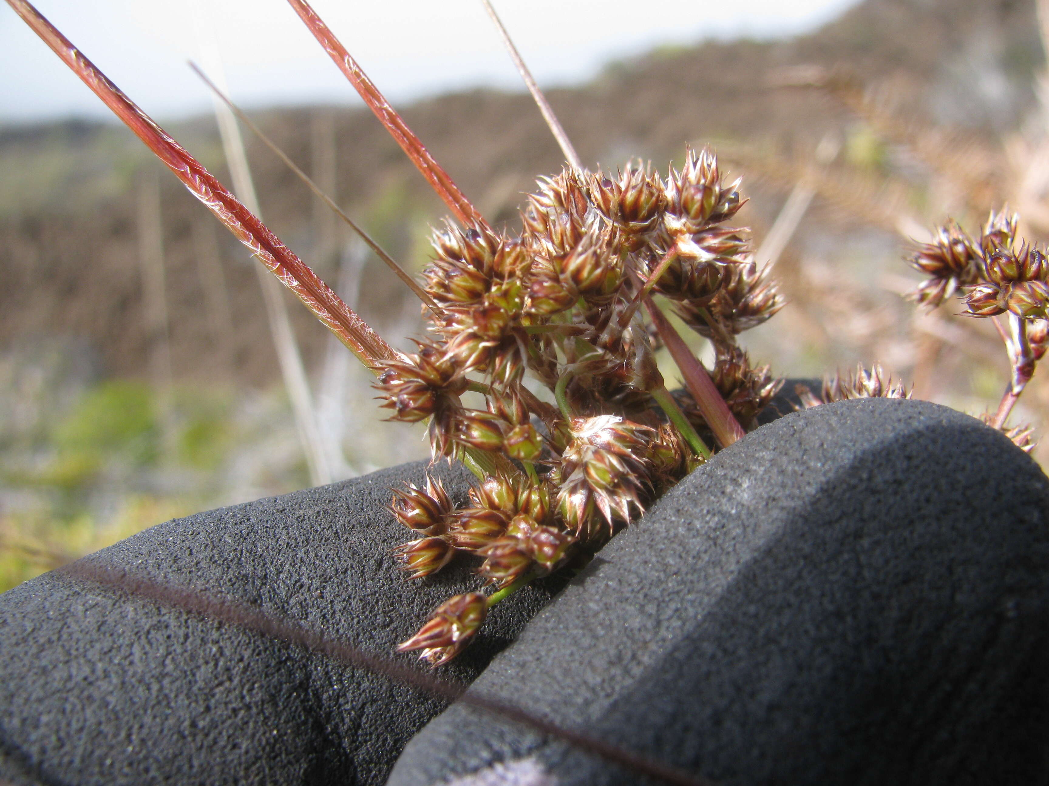 Image of Hawai'i woodrush