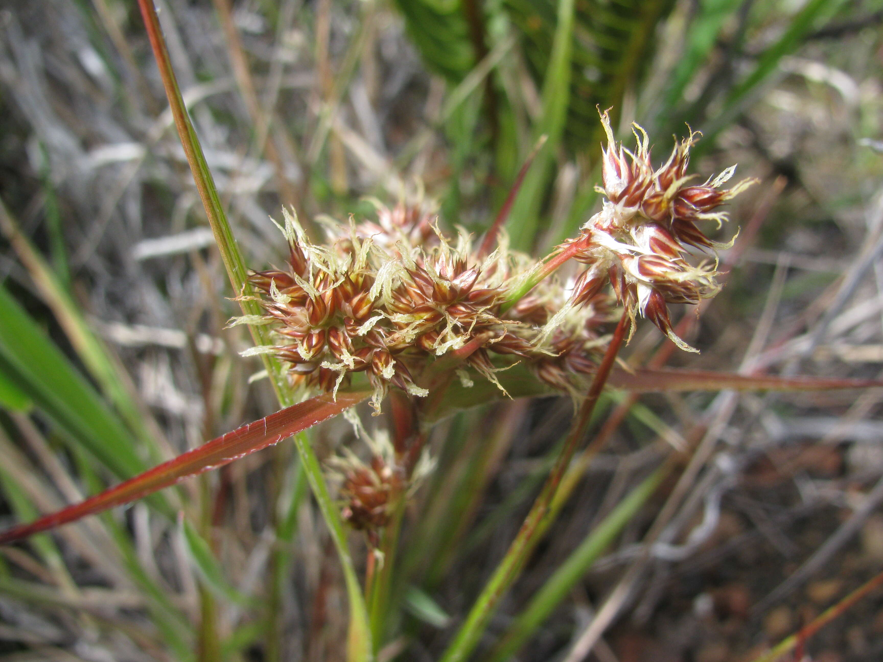 Image of Hawai'i woodrush