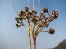 Imagem de Luzula hawaiiensis Buch.