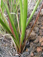 Image of Hawai'i woodrush