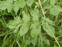 Image of Mysore raspberry