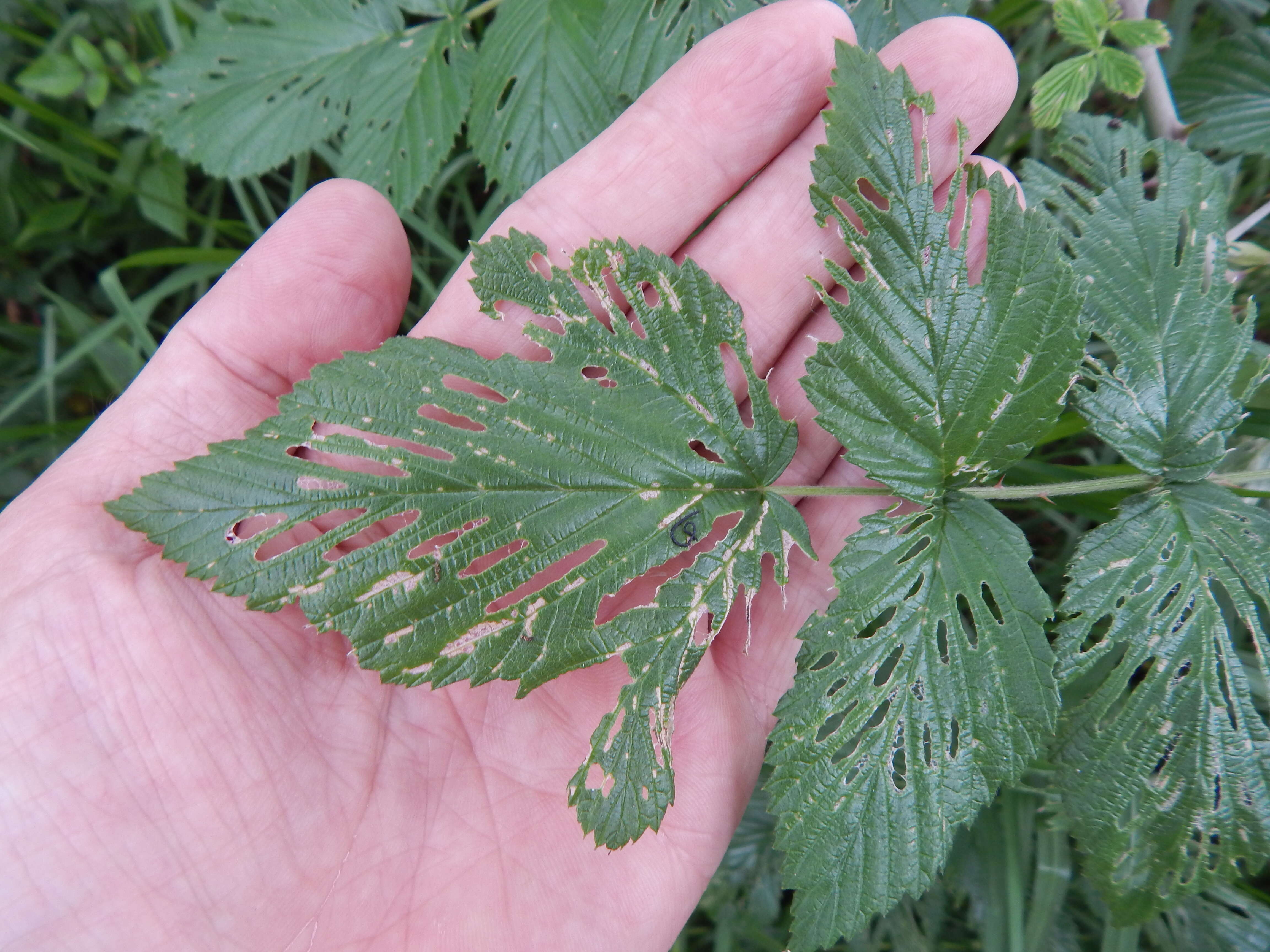 Image of Mysore raspberry