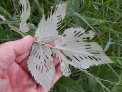 Image of Mysore raspberry