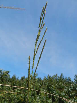 Image of Vasey's grass