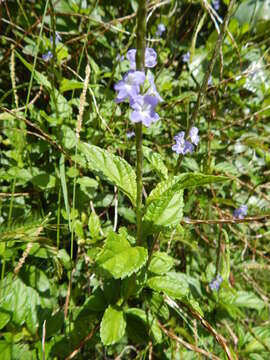 Image of cayenne porterweed