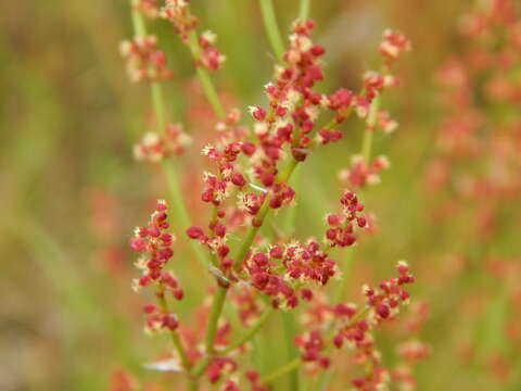 Image of Sheep's Sorrel