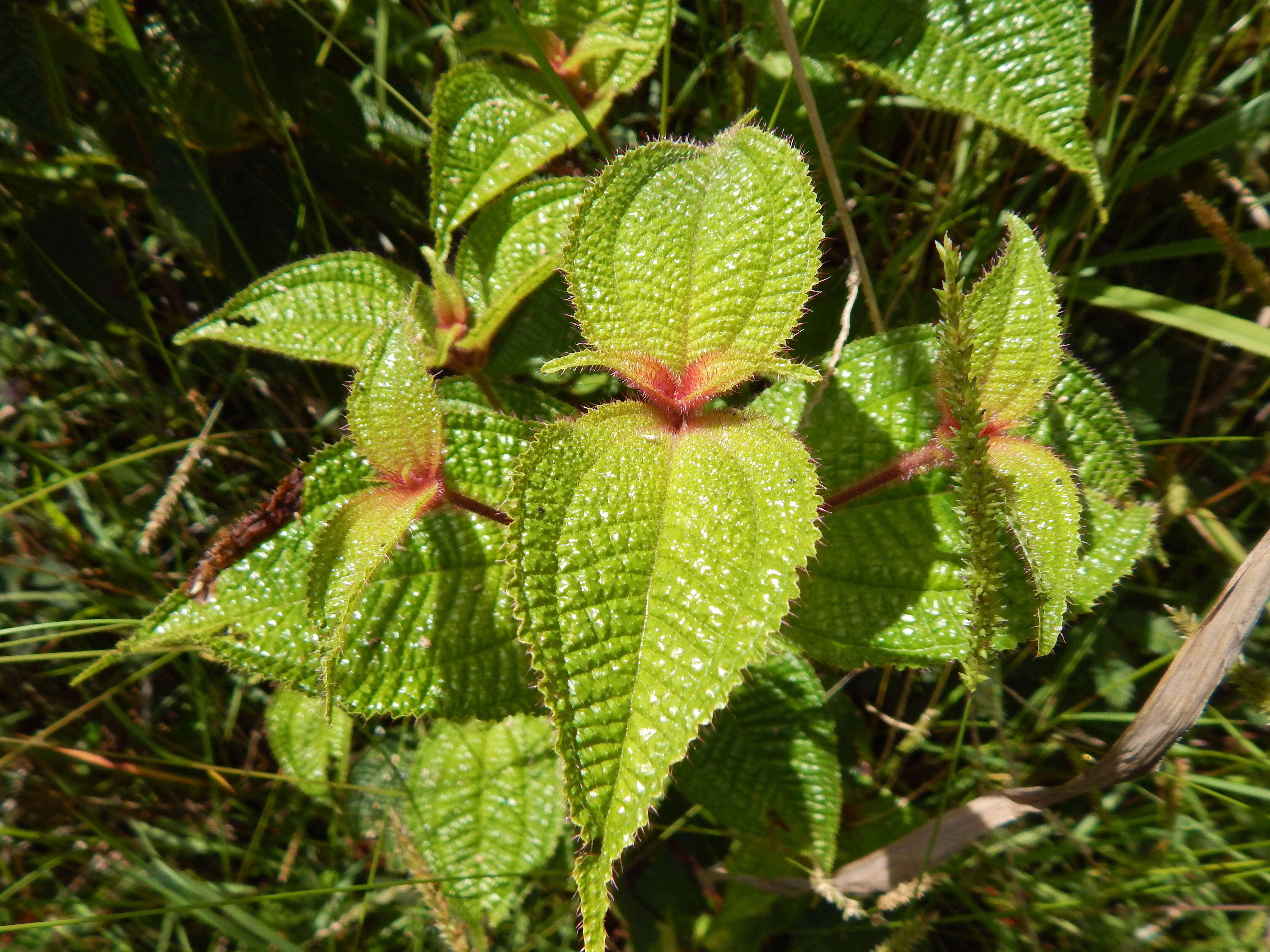 Image of soapbush