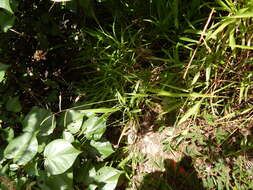 Sivun Paspalum scrobiculatum L. kuva